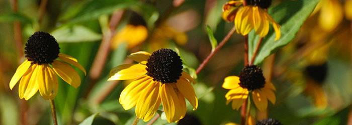 Madison Brown-eyed susans at the Owen Conservation Park in Madison. By Joshua Mayer [CC-BY-SA-2.0 (http://creativecommons.org/licenses/by-sa/2.0)], via Wikimedia Commons
